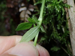 Valeriana flaccidissima