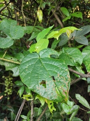 Vitis chunganensis