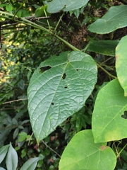 Vitis chunganensis