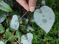 Vitis chunganensis