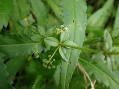 Galium formosense