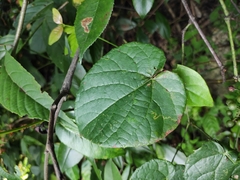 Vitis chunganensis