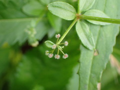 Galium formosense