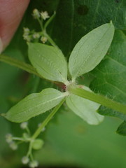 Galium formosense