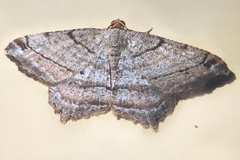 Macaria multilineata