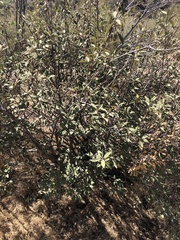 Frangula californica tomentella