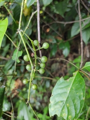 Vitis chunganensis