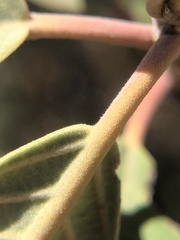 Frangula californica tomentella