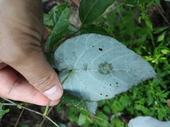 Vitis chunganensis
