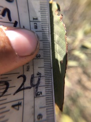 Frangula californica tomentella