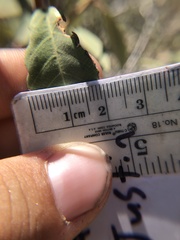 Frangula californica tomentella