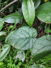 Vitis chunganensis