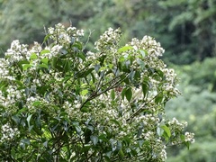 Syzygium levinei