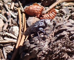 Chrysobothris monticola