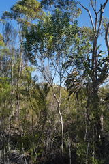 Persoonia lanceolata