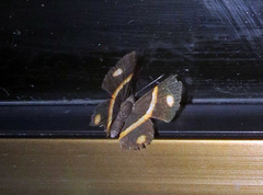 Parcella amarynthina