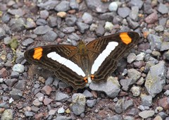 Adelpha iphicleola