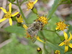 Bombus sonani