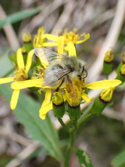 Bombus sonani