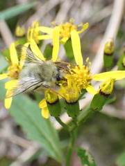 Bombus sonani