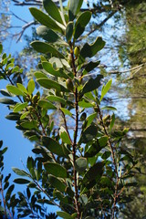 Persoonia lanceolata