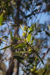 Persoonia lanceolata