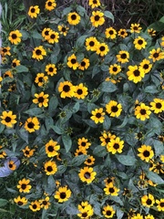 Rudbeckia triloba