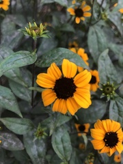 Rudbeckia triloba
