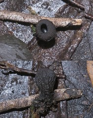 Plectania platensis