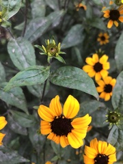 Rudbeckia triloba