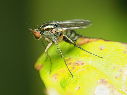 Dolichopus reflectus Aldrich, 1893