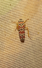 Agrosoma placetis