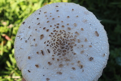 Macrolepiota bonaerensis