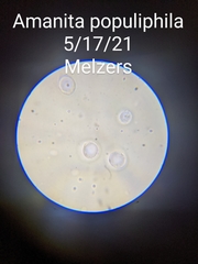 Amanita populiphila