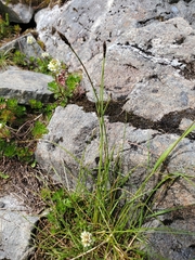 Carex micropoda