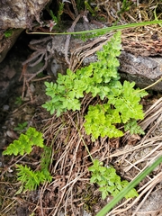 Cryptogramma sitchensis