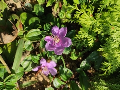 Melastoma dodecandrum