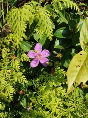 Melastoma dodecandrum