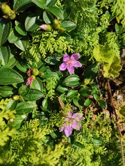 Melastoma dodecandrum