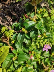 Melastoma dodecandrum