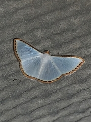 Leuciris fimbriaria