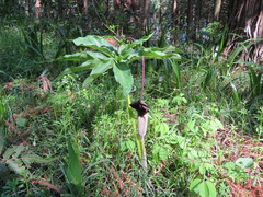 Arisaema thunbergii urashima