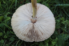 Macrolepiota bonaerensis