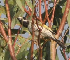 Purnella albifrons