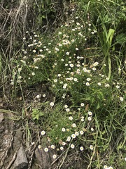 Erigeron longipes