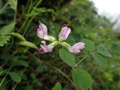 Astragalus nokoensis