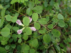 Astragalus nokoensis