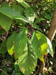 Ficus heteromorpha