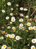 Erigeron longipes