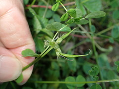 Astragalus nokoensis